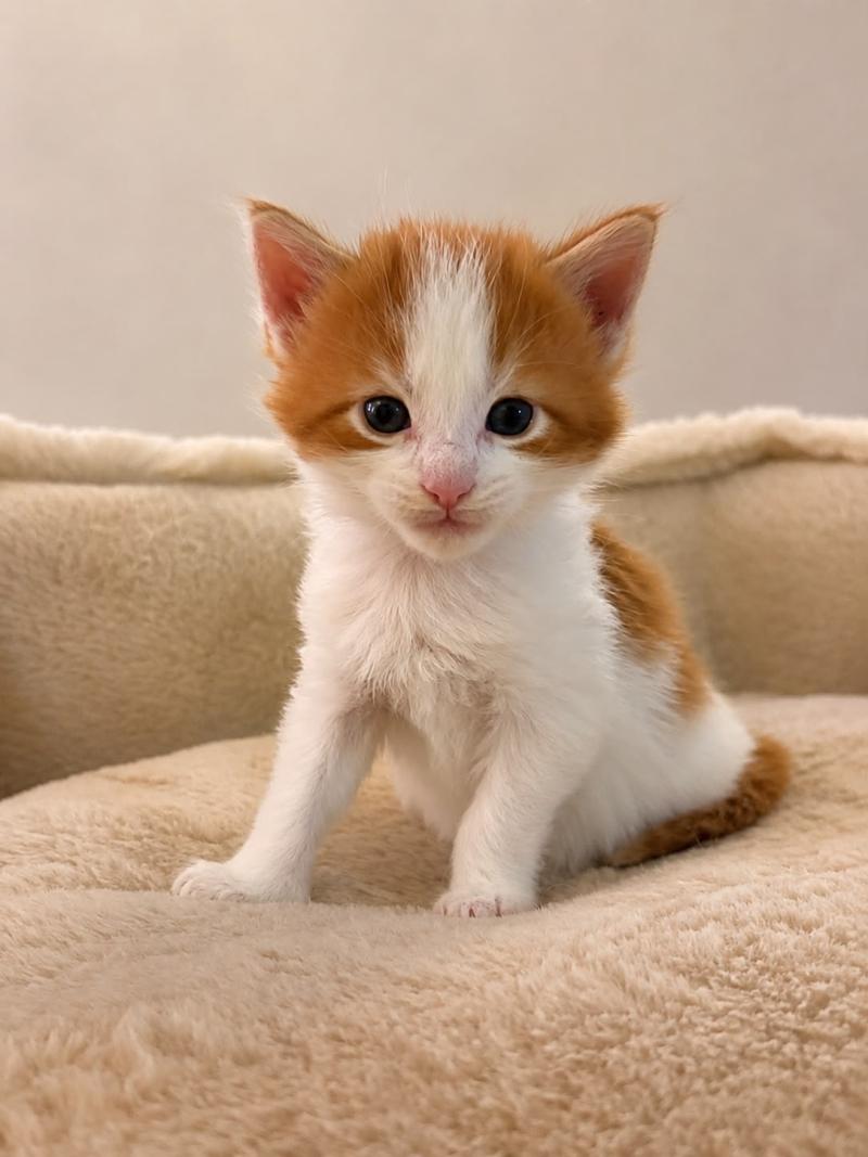 Chaton 2 Mâle Maine coon