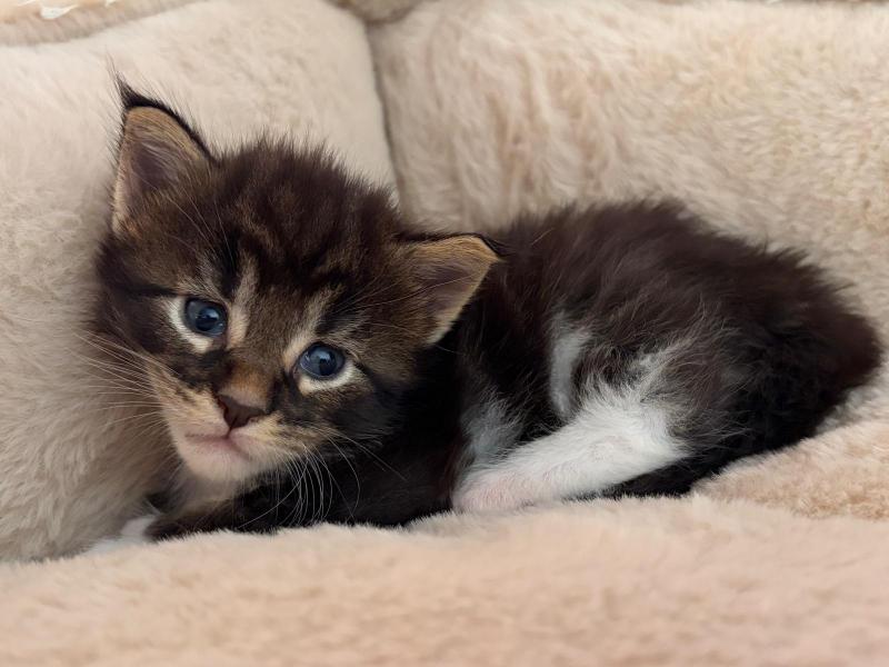 Chaton 3 Mâle Maine coon polydactyle