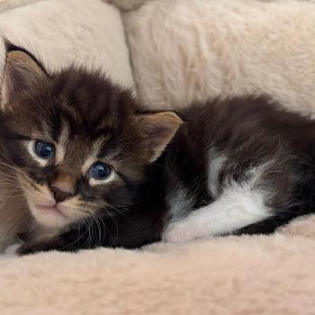 chaton Maine coon polydactyle black silver blotched tabby & blanc Chaton 3 Elevage de la Garde des Albères