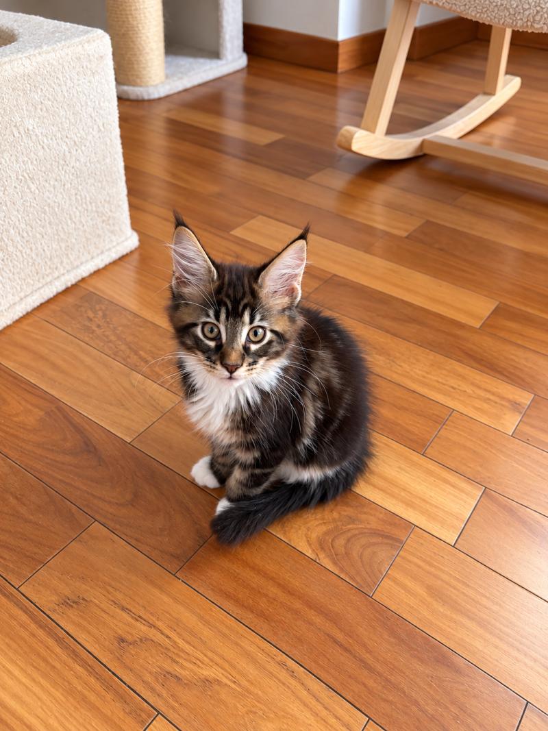 Bogoss P Mâle Maine coon polydactyle