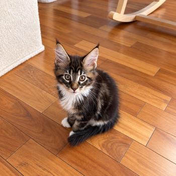 chaton Maine coon polydactyle black silver blotched tabby & blanc Bogoss P Elevage de la Garde des Albères