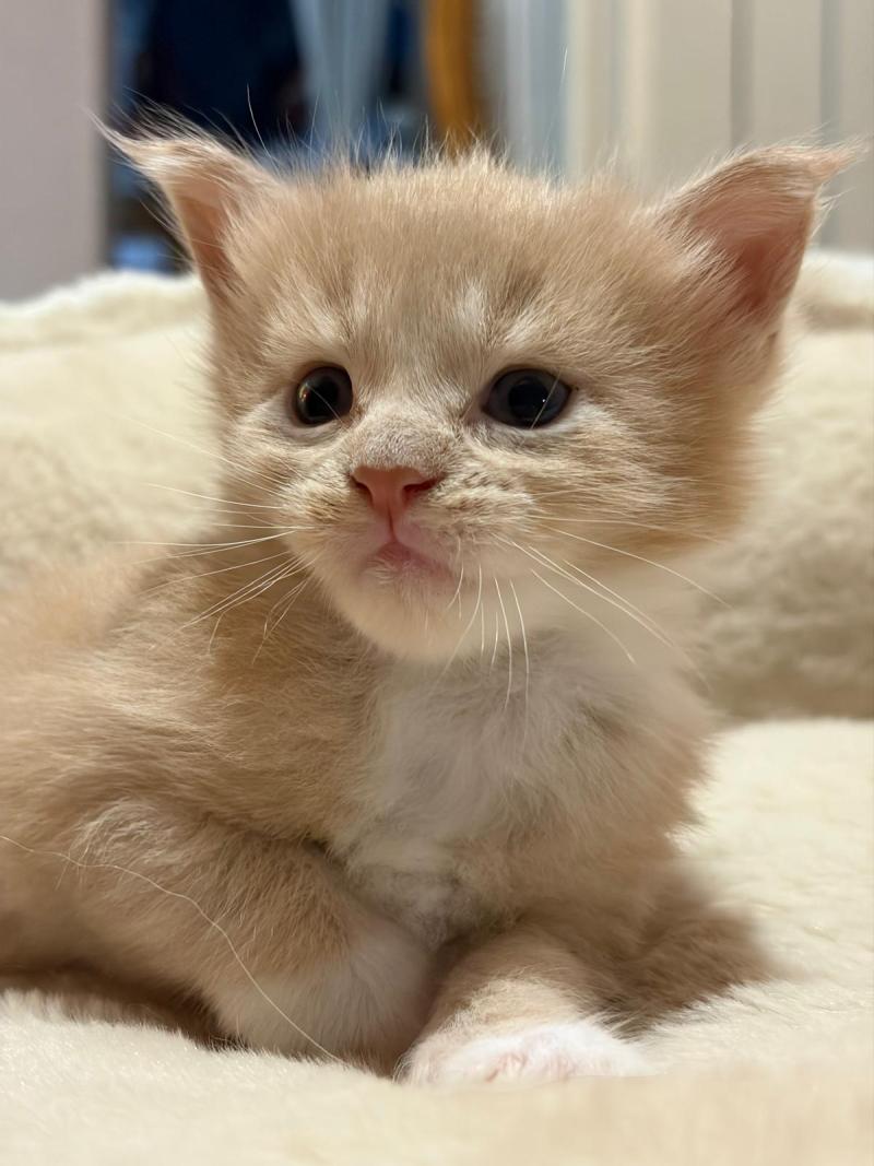 Balou Mâle Maine coon