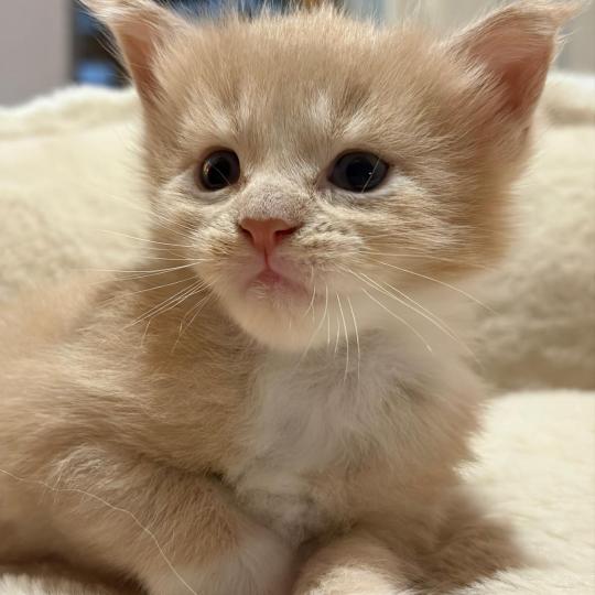 Balou Mâle Maine coon