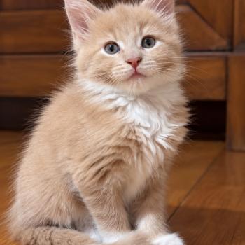 chaton Maine coon red cream & blanc Balou Elevage de la Garde des Albères