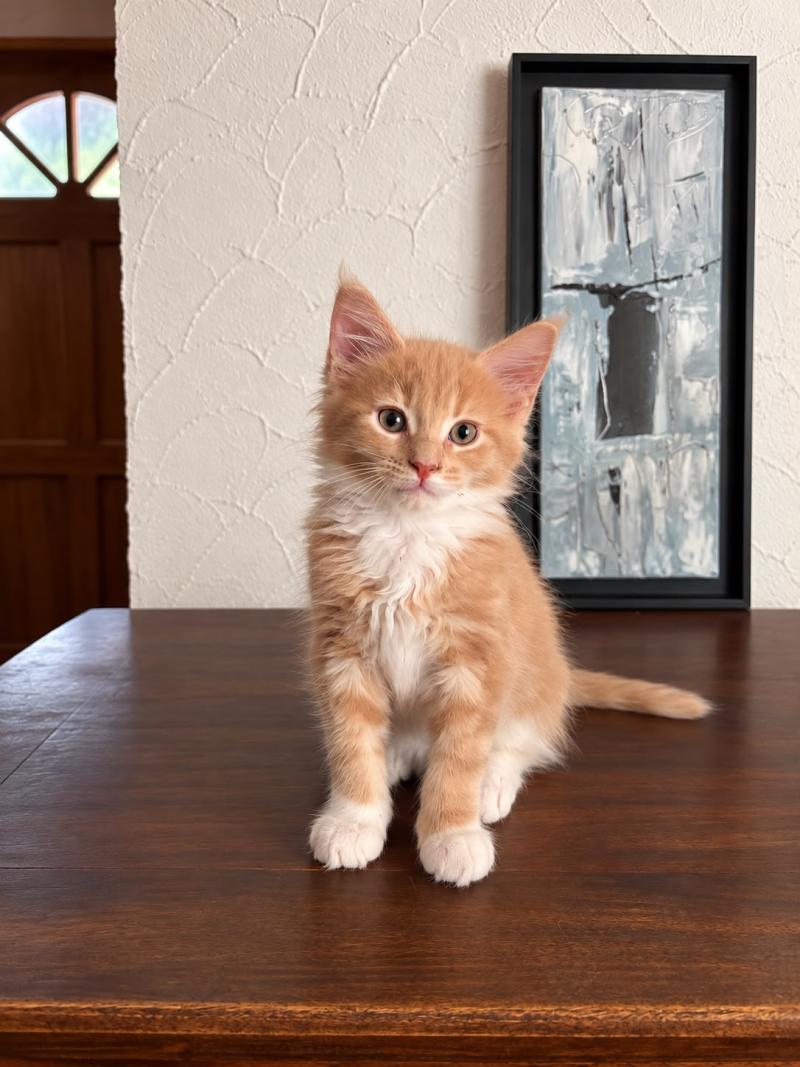 Balou Mâle Maine coon