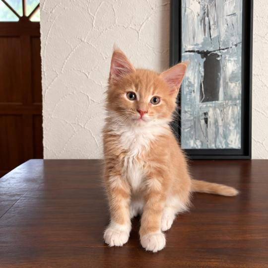 Balou Mâle Maine coon