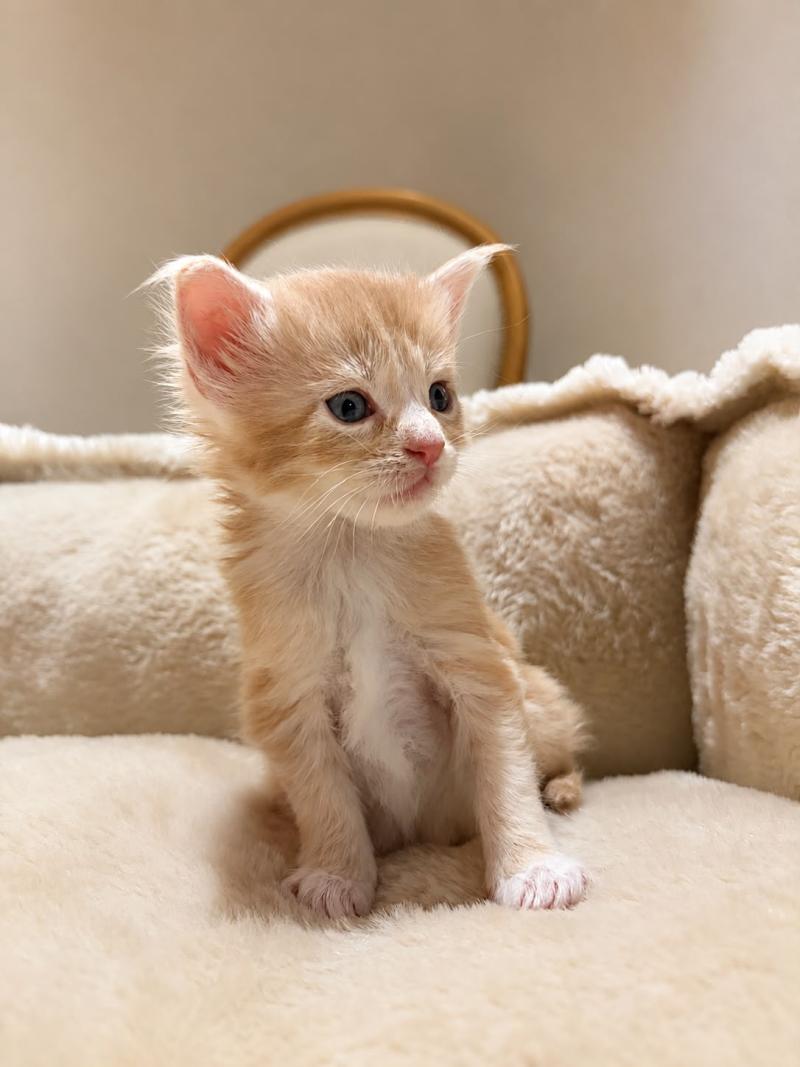 Bohem Femelle Maine coon