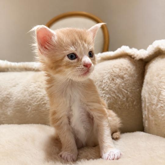 Bohem Femelle Maine coon