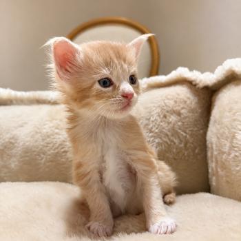 chaton Maine coon cream & blanc Bohem Elevage de la Garde des Albères