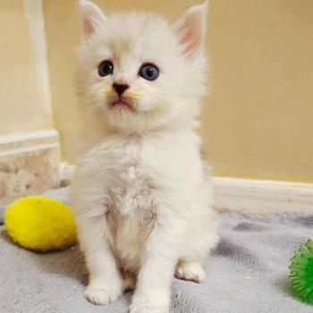 chat Maine coon ANGEL Elevage de la Garde des Albères