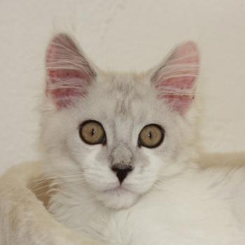 chat Maine coon Angel Elevage de la Garde des Albères