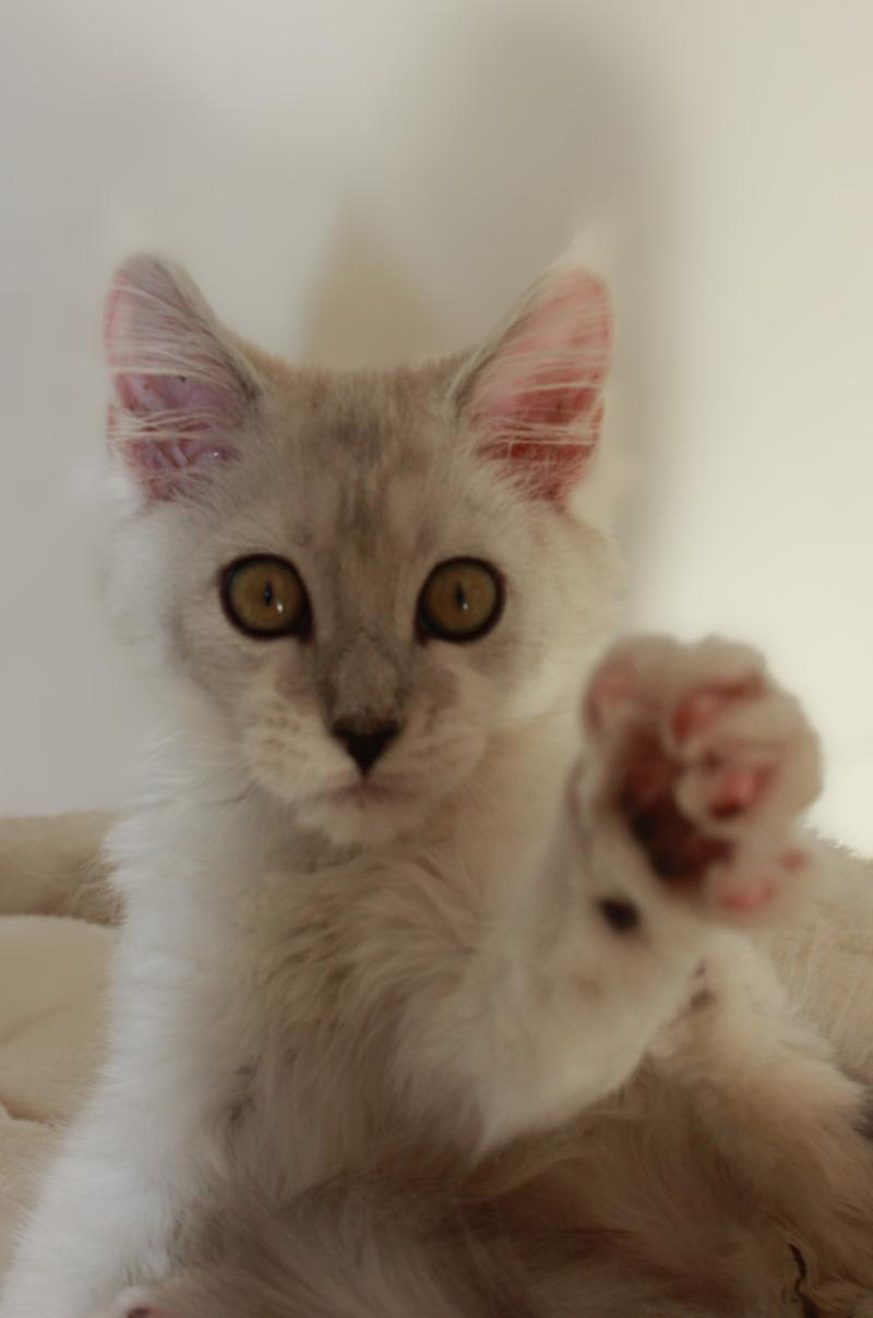 Angel Femelle Maine coon