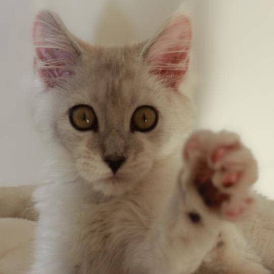 Angel Femelle Maine coon