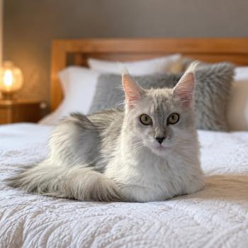 chat Maine coon Angel Elevage de la Garde des Albères