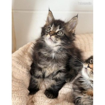 chaton Maine coon Atlas Elevage de la Garde des Albères