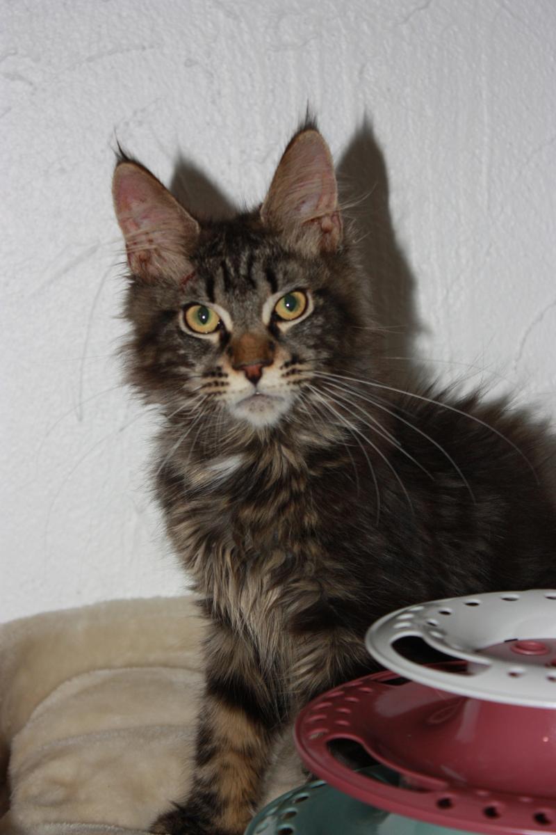 Atlas Mâle Maine coon