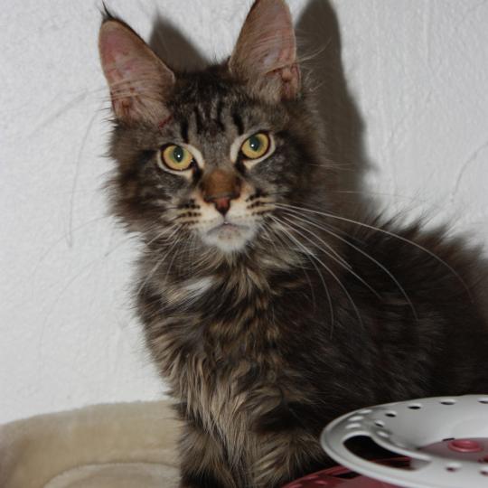 Atlas Mâle Maine coon