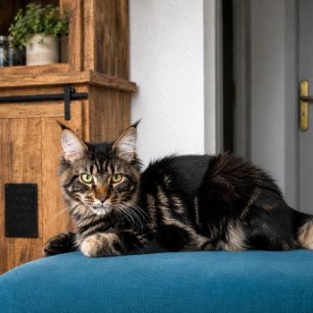 chat Maine coon brown mackerel tabby Atlas Elevage de la Garde des Albères