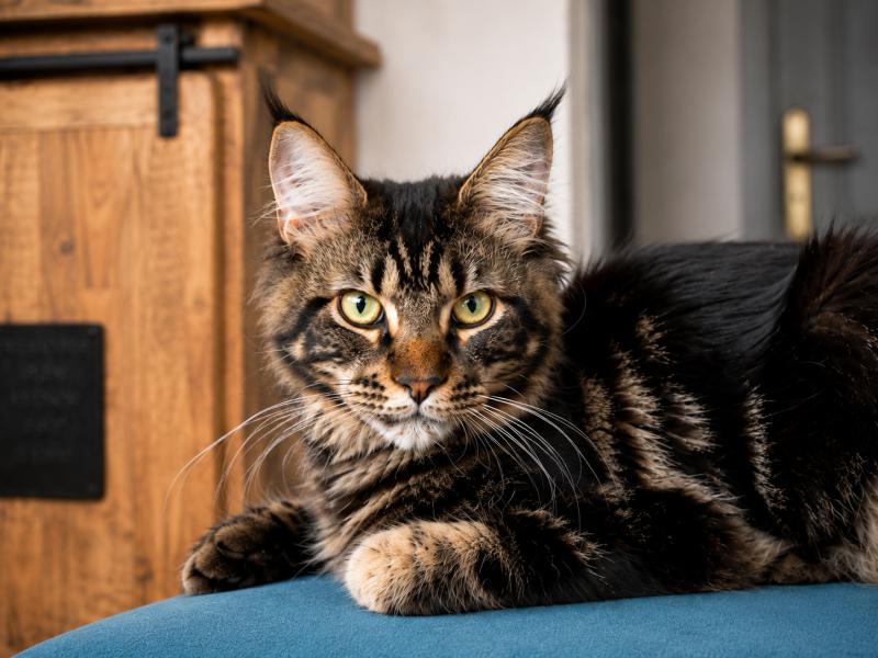 Atlas Mâle Maine coon