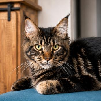 chat Maine coon brown mackerel tabby Atlas Elevage de la Garde des Albères