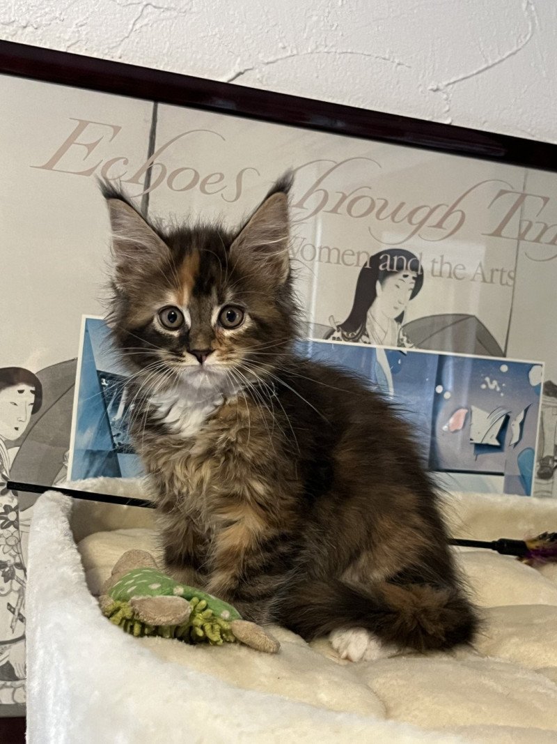 Aurora Femelle Maine coon polydactyle