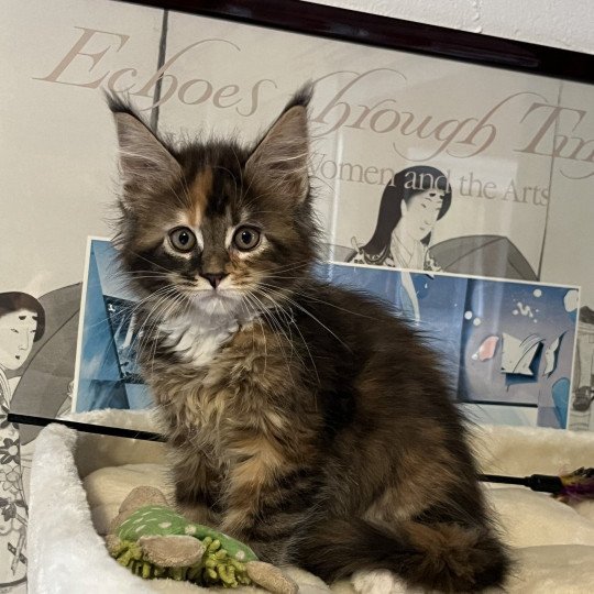 Aurora Femelle Maine coon polydactyle