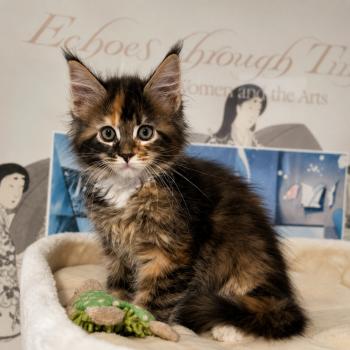 chat Maine coon polydactyle black tortie bicolor Aurora Elevage de la Garde des Albères