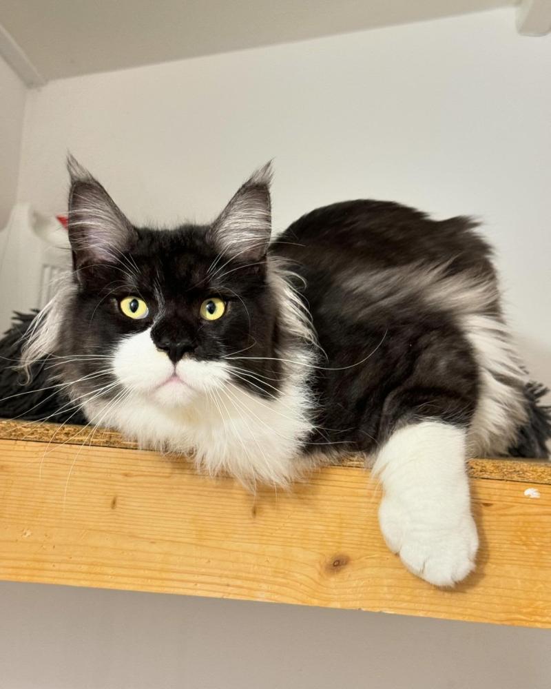 Ürst P Mâle Maine coon polydactyle