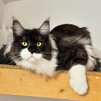 Ürst P Mâle Maine coon polydactyle