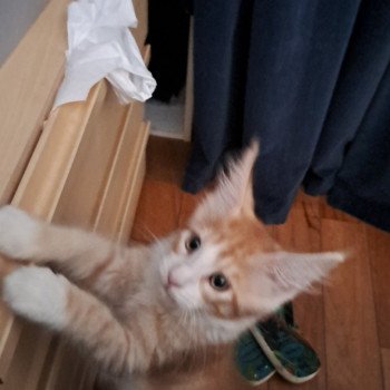 chat Maine coon red silver mackerel tabby bicolor Wendy Chatterie de la Garde des Albères