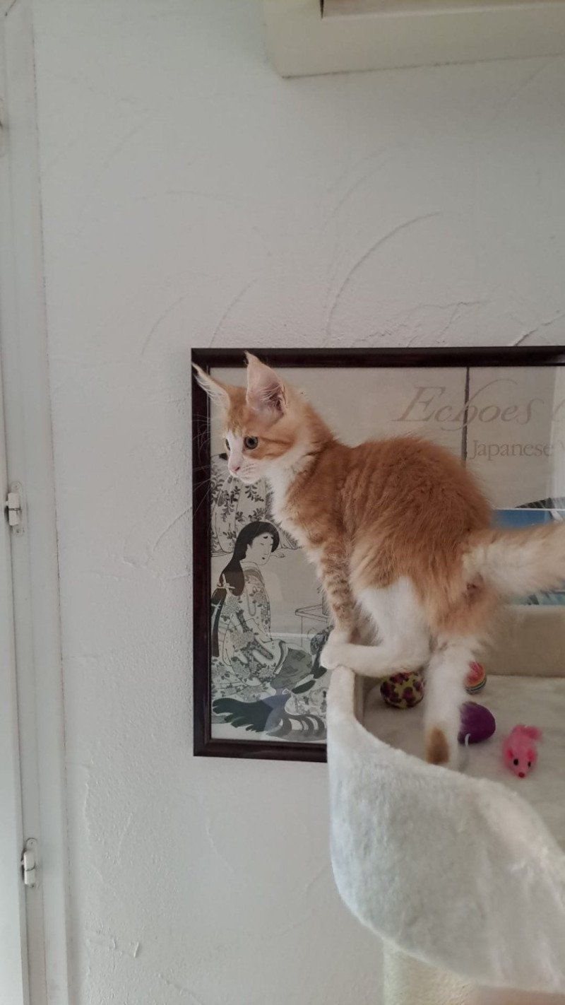 Wendy Femelle Maine coon