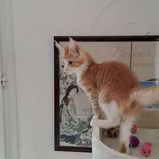 Wendy Femelle Maine coon