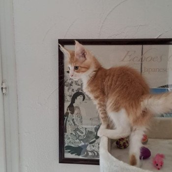 chat Maine coon red silver mackerel tabby bicolor Wendy Chatterie de la Garde des Albères