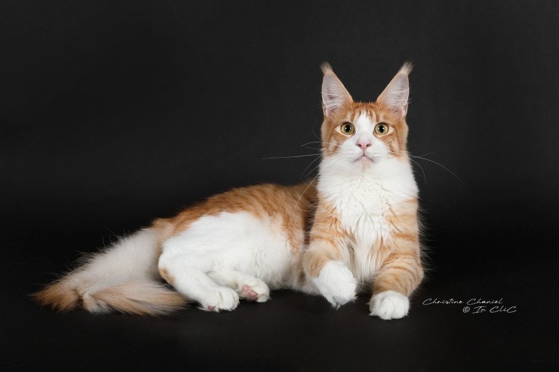 Wendy Femelle Maine coon