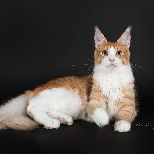 Wendy Femelle Maine coon