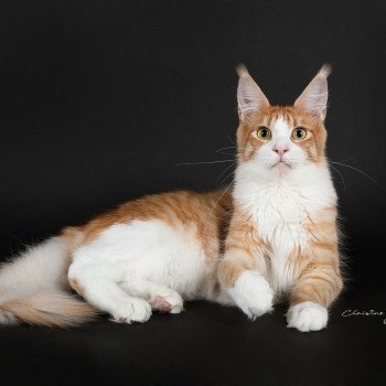 chat Maine coon red silver mackerel tabby bicolor Wendy Elevage de la Garde des Albères