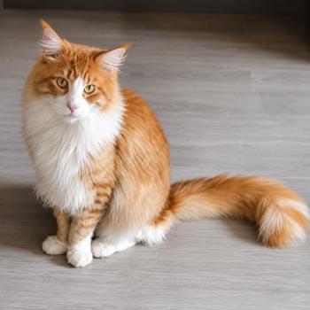 Zig Zag Mâle Maine coon