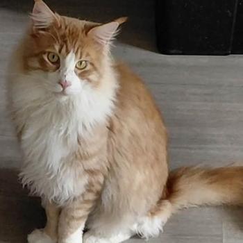 Zig Zag Mâle Maine coon