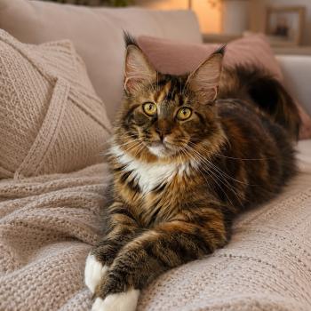 Aurora: Découvrez notre magnifique femelle Maine Coon à l'Elevage de la Garde des Albères