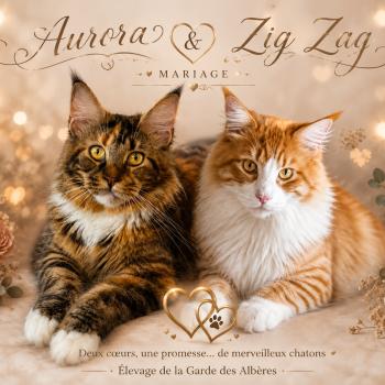 Mariage Aurora et Zig Zag